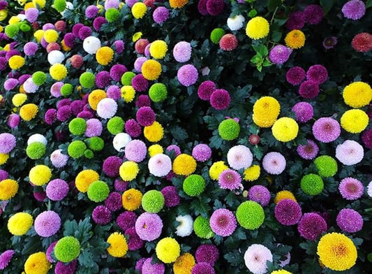 100PCS Pompon Chrysanthemum Seeds Mixed Color Aster Pompon Callistephus Flower Seeds