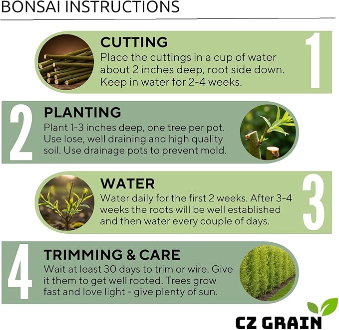 All by Grace Willow Bonsai Tree - Thick Trunk Cutting, Fast Growing