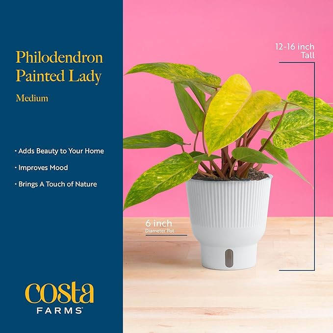 Costa Farms Painted Lady Live Plant, Rare Unique Indoor Houseplant Potted in Indoors Garden Plant Pot, Living Room Home Decor, Trending Tropicals Collection, 1 Foot Tall