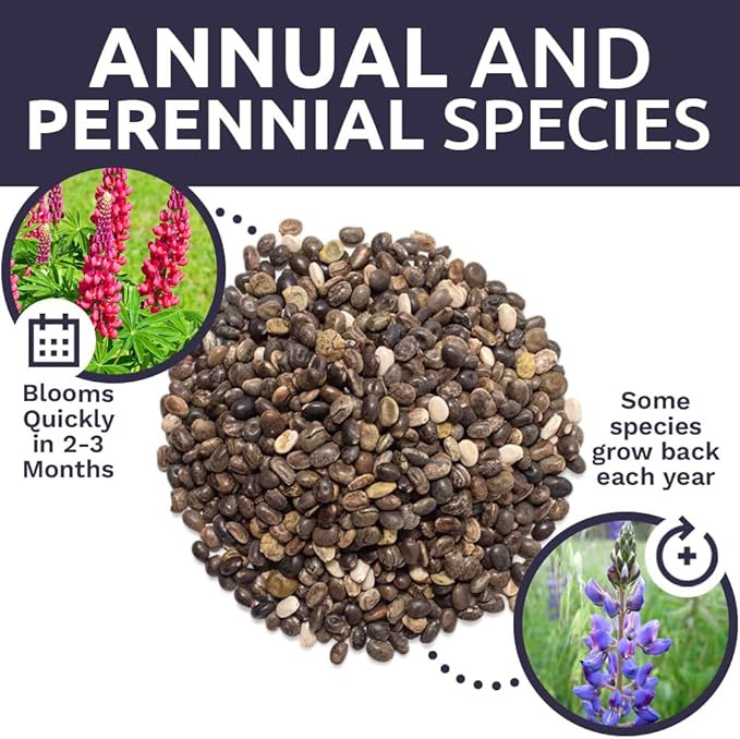 Lupine Wildflower Seeds - Large 1 Ounce Packet - Over 1,200 Annual and Perennial Mixed Lupine Flower Seeds