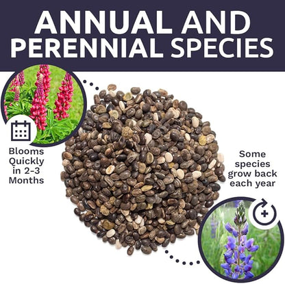 Lupine Wildflower Seeds - Large 1 Ounce Packet - Over 1,200 Annual and Perennial Mixed Lupine Flower Seeds