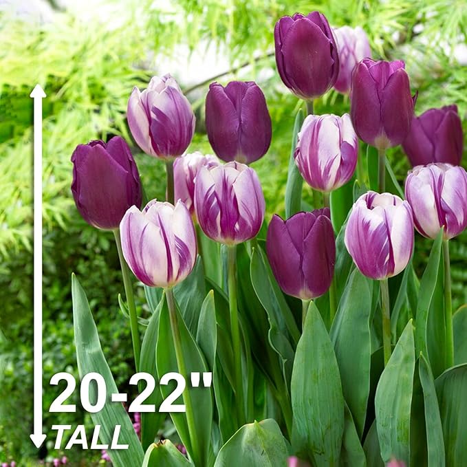 Garden State Bulb Purple Reflection Mixed Triumph Tulip Flower Bulbs, 11/12cm, Fall Planting (Bag of 50)