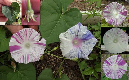 Seeds Flowers Morning Glory Carnival Mix - 25 Seeds