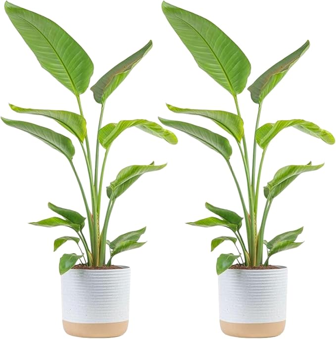 Costa Farms White Bird of Paradise Live Plants, Pack of 2 | Large Indoor Houseplants in 10-Inch Plant Pots | 3-4 Feet Tall | Home, Office, or Room Decor | Birthday, Housewarming Gift