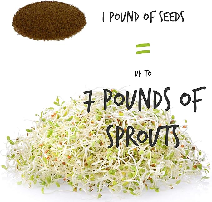 Organic Alfalfa Sprouting Seed- 35 Lbs - Organic - High Sprout Germination- Edible Seeds, Gardening, Hydroponics, Growing Salad Sprouts, Planting, Food Storage & More