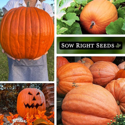 Sow Right Seeds - Big Max Pumpkin Seeds for Planting - Non-GMO Heirloom Packet with Instructions to Plant a Home Vegetable Garden - Decorative Autumn Variety for Carving - Giant Fast Growing (3)