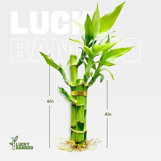 3 Stalks Lucky Bamboo Plants Indoor Live - Multi-Height Set (2x4 & 1x6) for Good Luck & Prosperity - Easy Care Houseplant, Home Office Decor Gift Ready