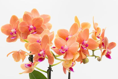 Surprise Moth Orchid Plant - Phalaenopsis - 2" Pot - Easy House Plant