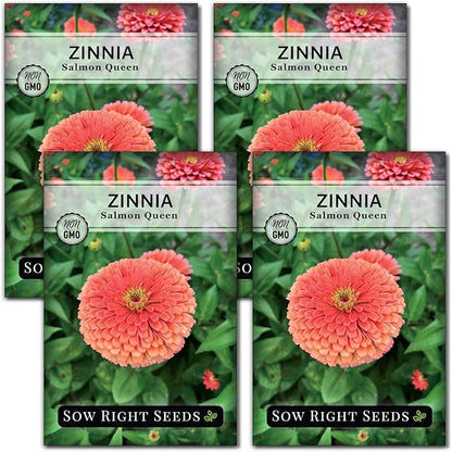 Sow Right Seeds - Salmon Queen Zinnia Seeds for Planting - Non-GMO Heirloom Packet to Plant & Grow an Outdoor Home Flower Garden - Annual, Giant Pink Blooms to Cut and Come Again (4)