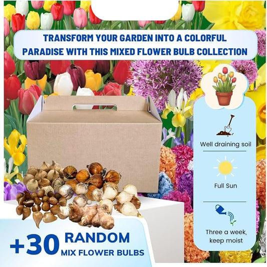 30 Mix Flower Bulbs, Assorted Bulbs for Planting, Mixed Tulips, Daffodils, Hyacinths, Allium & Iris - Colorful Hardy Perennial Flower Bulb Bulk for Spring Blooms, Fall Planting in Gardens, Borders