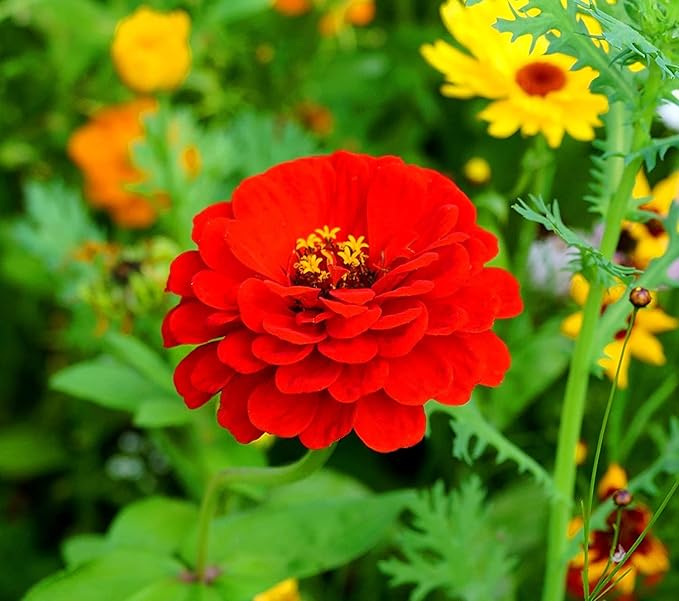 Zinnia Elegans Seeds Mix for Planting - 1000 Zinnia Elegans Seeds Flower Seeds for Outdoor Home Garden Flower Seeds Gardening Supplies