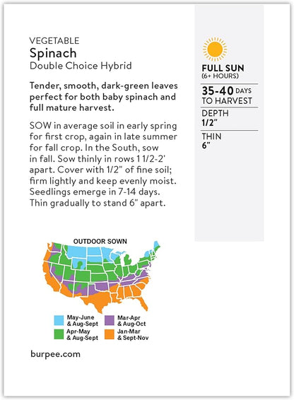 Burpee Double Choice Hybrid Spinach Seeds - Fast-Growing, Upright Greens