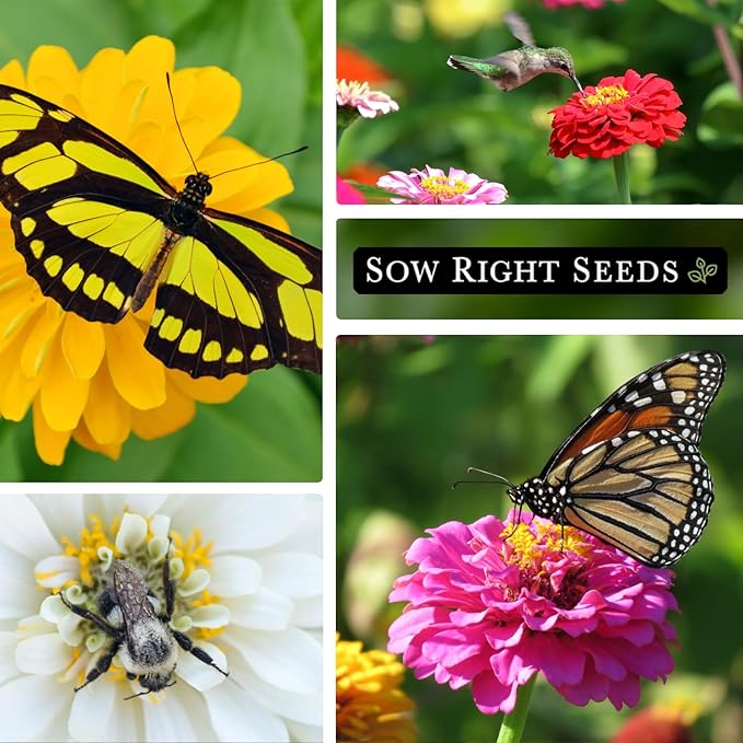 Sow Right Seeds - Classic Zinnia Flower Seeds Collection - Five Packets with Full Instructions for Planting - Luminosa, Canary Bird, Purple Prince, Polar Bear, and Thumbelina - Colorful Annual Blooms
