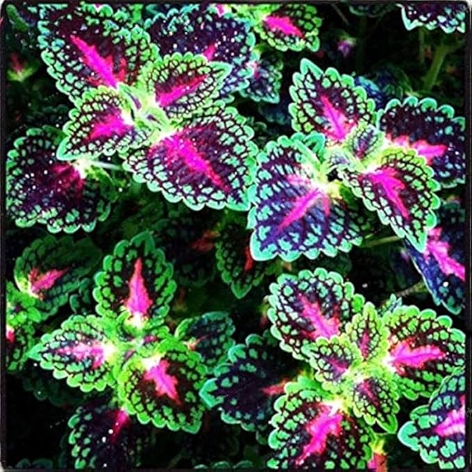 100pcs Rainbow Dragon Coleus Seeds for Planting, Vibrant Foliage, Easy to Grow, Perennial Shade Plant for Garden & Pots
