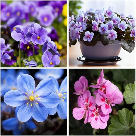 300+ Violet Flower Seeds for Planting, Mixed Color Matthiola Seed, Perennial Flower Plants, Non-GMO Violet Seeds for Garden Home Heirloom Plant