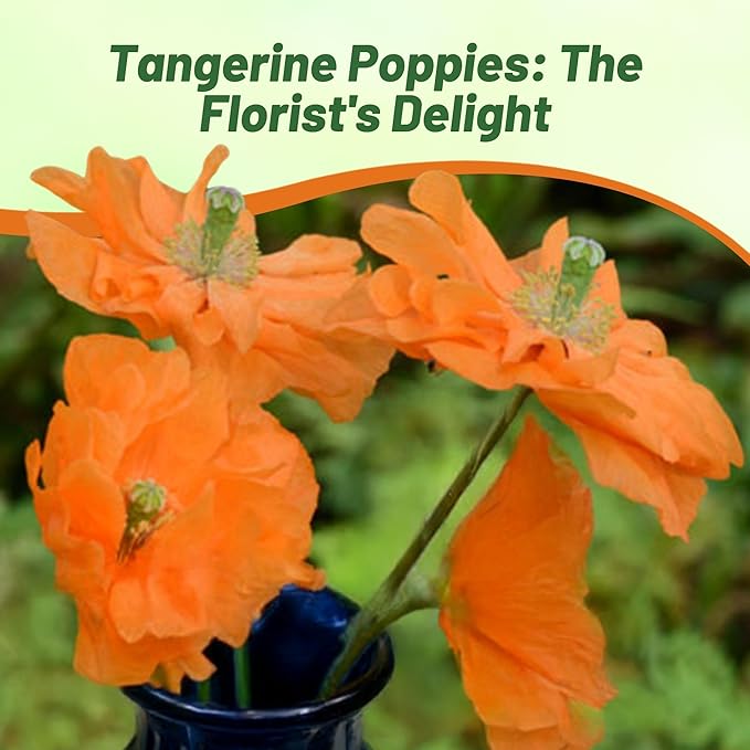 Outsidepride Double Tangerine Gem Poppy Seeds for Planting - 500 Pcs Perennial, Drought-Tolerant & Easy to Grow Wildflower Seeds with Vibrant Orange Blooms for Landscaping, & Pollinator Garden