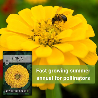 Sow Right Seeds - Canary Bird Zinnia Seeds for Planting - Non-GMO Heirloom Packet to Plant and Grow - Large Yellow Annual Blooms - Giant Cut & Come Back Flowers - Attract Bees and Butterflies (4)
