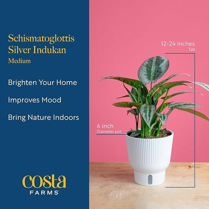 Costa Farms Silver Indukan Live Plant, Rare Unique Live Indoor Plant in 6-Inch Self-Watering Houseplant Pot, Potting Soil, Trending Tropicals Collection, Room and Home Decor