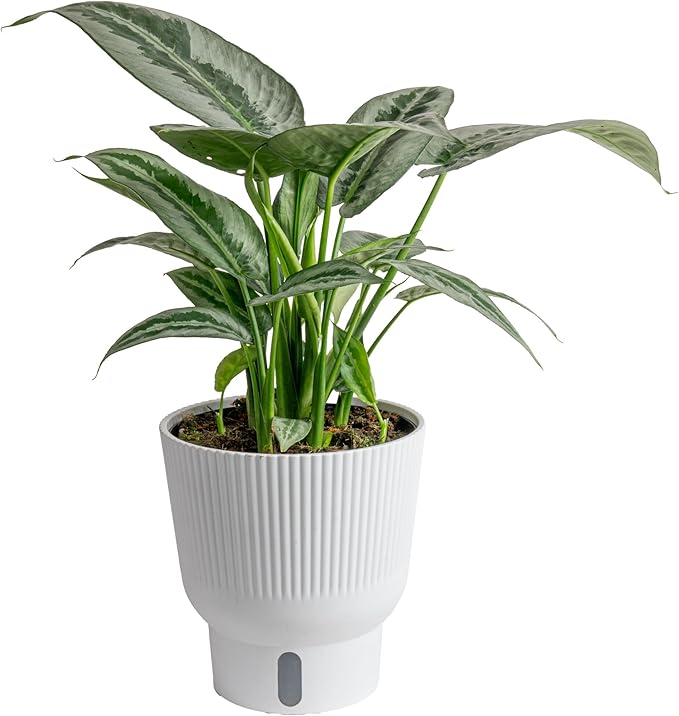 Costa Farms Silver Indukan Live Plant, Rare Unique Live Indoor Plant in 6-Inch Self-Watering Houseplant Pot, Potting Soil, Trending Tropicals Collection, Room and Home Decor