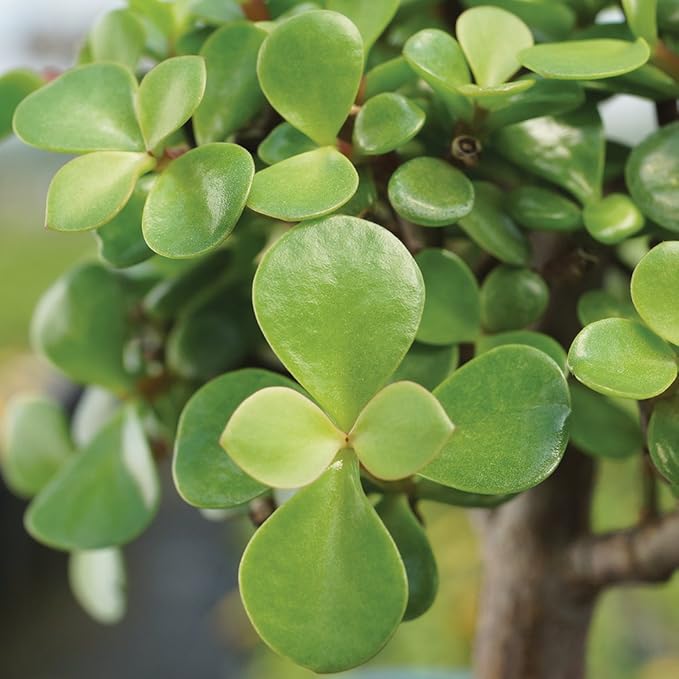 Brussel's Bonsai Live Dwarf Jade Bonsai Tree, Indoor - Small, 3 Years Old, 5 to 8 Inches Tall - Decorative Ceramic Bonsai Pot and Bonsai Fertilizer