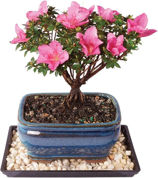 Brussel's Bonsai Live Kazan Azalea Flowering Bonsai Tree - Small, 5 Years, 6 to 8 in - Ceramic Bonsai Pot and Humidity Tray