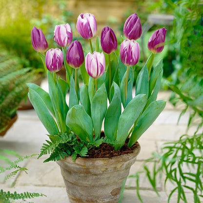 Garden State Bulb Purple Reflection Mixed Triumph Tulip Flower Bulbs, 11/12cm, Fall Planting (Bag of 50)