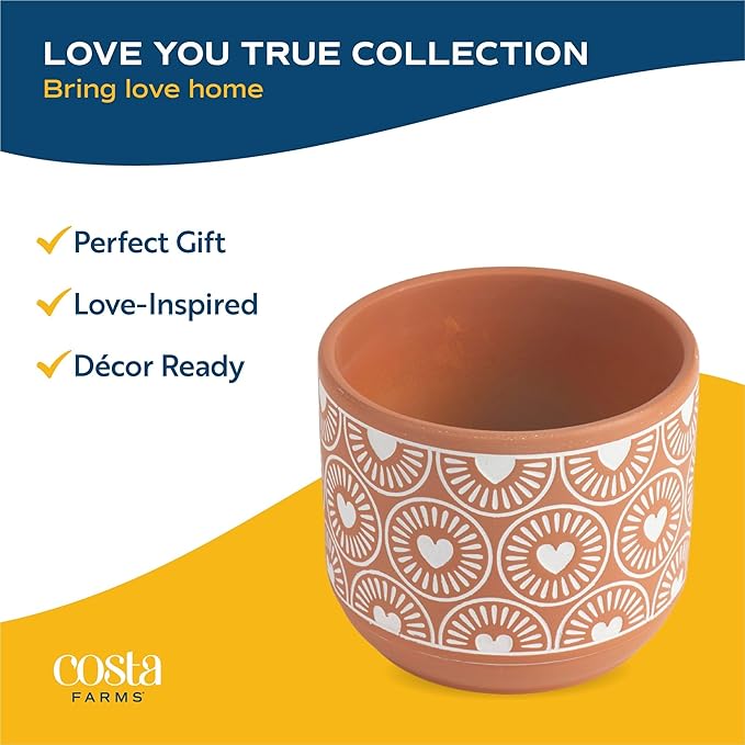 Costa Farms Bonsai Miniature Tree Live Plant in Decorative Pot, Indoor Houseplant, Perfect for Home, Room, or Office Decor, Great House Warming or Birthday Gift, 12-15 Inches Tall