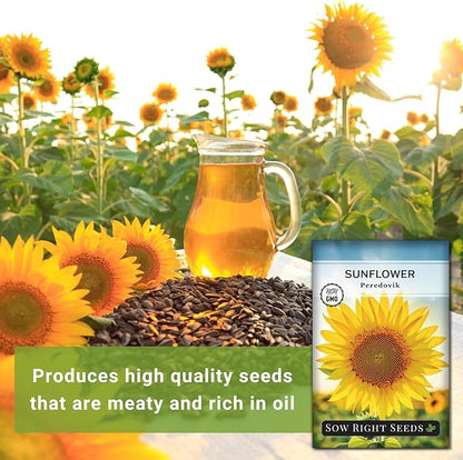 Sow Right Seeds - Peredovik Sunflower Seeds for Planting - Non-GMO Heirloom Packet with Instructions for Growing - Russian Black Sun Flower - Great for Wildlife and Sunflower Oil - Annual Blooms (2)