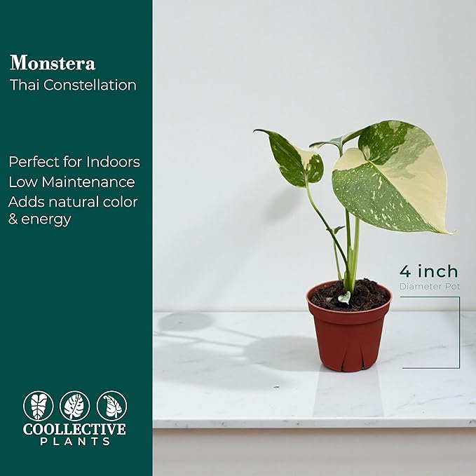 CoollectivePlants Monstera Thai Constellation – Rare Thai Constellation Monstera Live Plant in 4″ Grower’s Pot, Live Indoor House Plants, Low Maintenance Houseplant