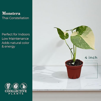 CoollectivePlants Monstera Thai Constellation – Rare Thai Constellation Monstera Live Plant in 4″ Grower’s Pot, Live Indoor House Plants, Low Maintenance Houseplant