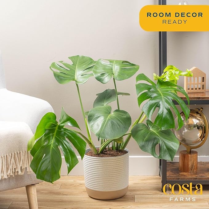 Costa Farms Monstera Plant (2-Pack), Live Indoor Set of Plants Houseplants in Indoors Garden Planter Pots, Housewarming, Air-Purifying Decoration for Home, Office, and Room Decor, 2-3 Feet Tall