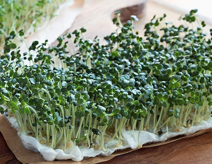 8 oz Broccoli Seed, Non-GMO Broccoli Seeds for Sprouting Sprouts Microgreens, Pure Seed. Country Creek LLC. Brand