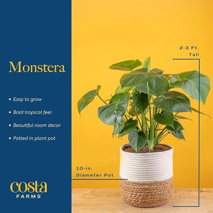 Costa Farms Monstera Plant (2-Pack), Live Indoor Set of Plants Houseplants in Indoors Garden Planter Pots, Housewarming, Air-Purifying Decoration for Home, Office, and Room Decor, 2-3 Feet Tall