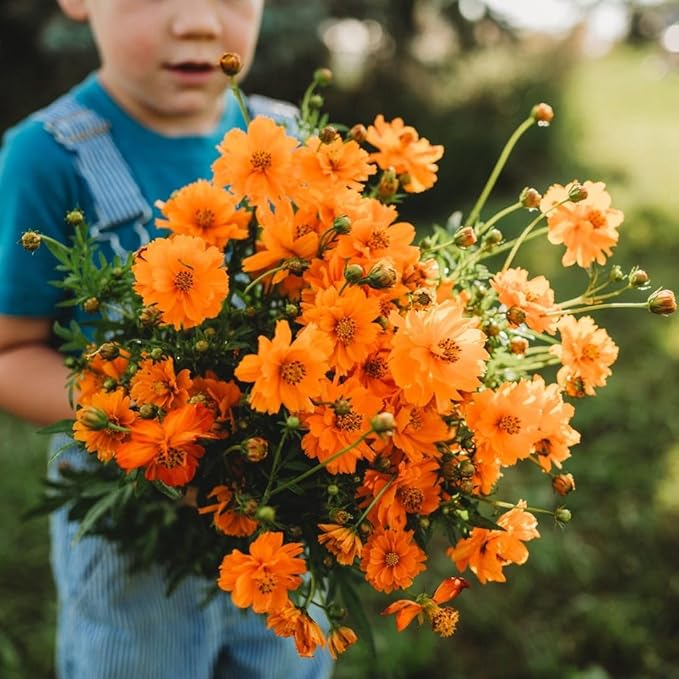 Dwarf Orange Sulphur Cosmos - 250 Seeds - Beautiful, Bright Orange Flowers, Great for Arrangements, Attracts Pollinators Non-GMO Cosmos Seeds for Planting in The Home Garden, Thresh Seed Company