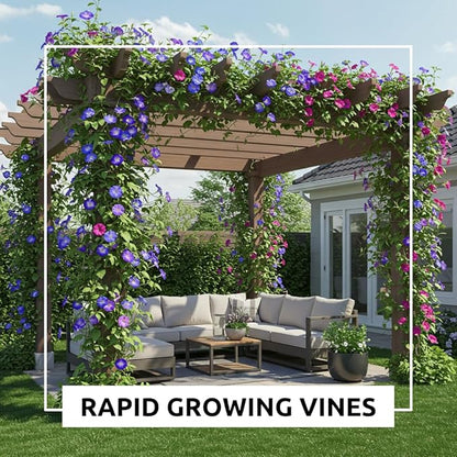 200 pcs Morning Glory Seeds for Planting Non-GMO Flower Seeds for Home Garden Decor Easy to Grow