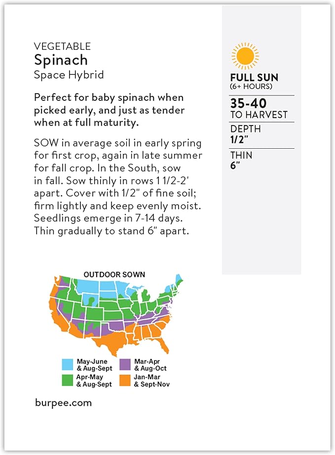 Burpee Space Hybrid Spinach Seeds - High-Yield, Disease-Resistant Variety