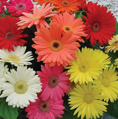 Outsidepride Hybrids Mix Gerbera Seeds - 200 Pcs Perennial, Compact & Low Maintenance, Flower Seeds for Planting w/Vibrant Mixed Blooms, Ideal for Garden Landscaping & Cut Flower Arrangements