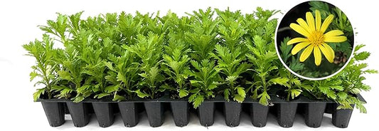 Daisy African Plants | 3 Live Seedlings | Gamolepis chrysanthemoides | Flowering Accent | Sun Loving Garden Variety