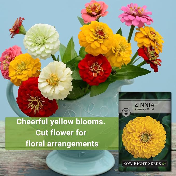 Sow Right Seeds - Canary Bird Zinnia Seeds for Planting - Non-GMO Heirloom Packet to Plant and Grow - Large Yellow Annual Blooms - Giant Cut & Come Back Flowers - Attract Bees and Butterflies (2)