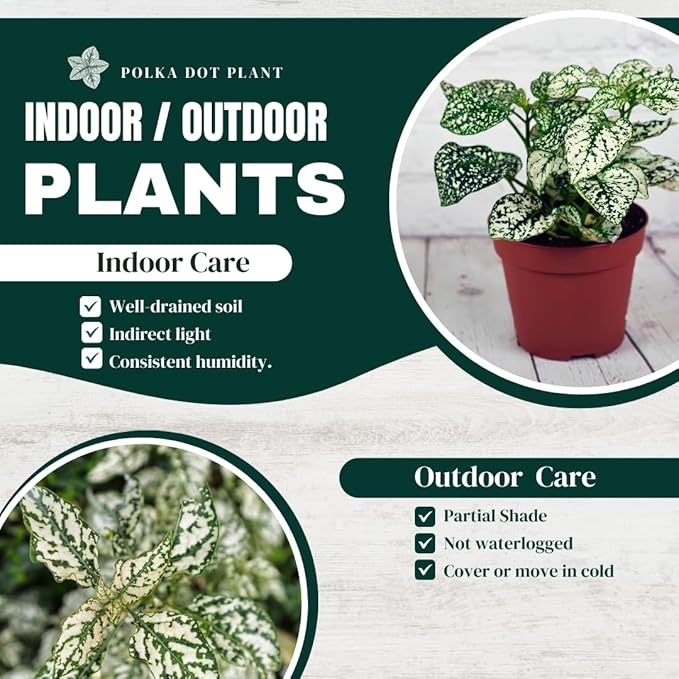 Polka Dot Plant (4-Pack) - Live Houseplants, Small Indoor Plants, Hypoestes White- Colorful, Air-Purifying House Plants