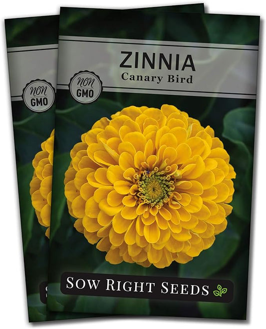 Sow Right Seeds - Canary Bird Zinnia Seeds for Planting - Non-GMO Heirloom Packet to Plant and Grow - Large Yellow Annual Blooms - Giant Cut & Come Back Flowers - Attract Bees and Butterflies (2)
