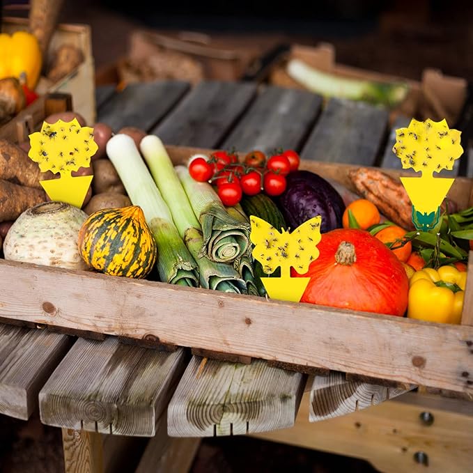 60 Pack Fruit Fly Trap for Indoors, Gnat Traps for House Indoor, Fungus Gnat Killer Sticky Traps for Plants, Bug Pest Insect Catcher Killer