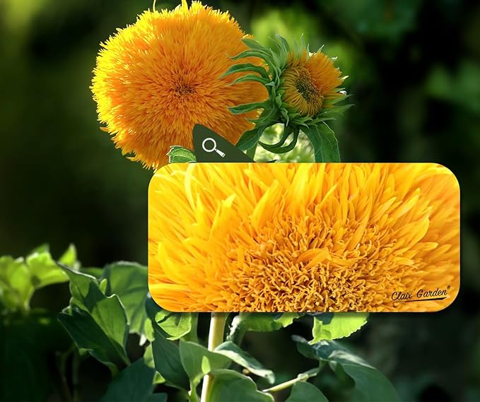 Sunflower Seeds - Giant Teddy Bear - 50 Seeds - Heirloom, Non-GMO, USA Grown, Excellent for Pollinators, Annual, Deer Resistant - Sunflower Seeds for Any Home Garden