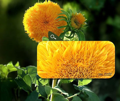 Sunflower Seeds - Giant Teddy Bear - 50 Seeds - Heirloom, Non-GMO, USA Grown, Excellent for Pollinators, Annual, Deer Resistant - Sunflower Seeds for Any Home Garden