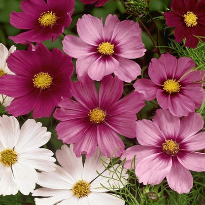 Outsidepride Sensation Mix Cosmos Bipinnatus Seeds - 1/4 lb. Annual, Drought-Tolerant, Self-Sowing, Mixed Flower Seeds for Planting Outdoors, Easy-Grow Pollinator Garden & Cut Flowers (AAS Winner)