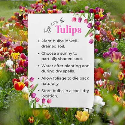 30 Top Size Tulip Bulbs for Fall Planting, Mixed Tulip Flower Bulbs, Bulk Pack of Colorful Tulips for Spring Blooms, Grow Flowerbeds, Fresh Harvest