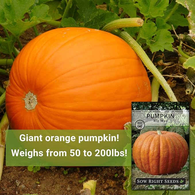 Sow Right Seeds - Big Max Pumpkin Seeds for Planting - Non-GMO Heirloom Packet with Instructions to Plant a Home Vegetable Garden - Decorative Autumn Variety for Carving - Giant Fast Growing (3)