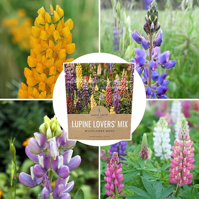 Lupine Wildflower Seeds - Large 1 Ounce Packet - Over 1,200 Annual and Perennial Mixed Lupine Flower Seeds