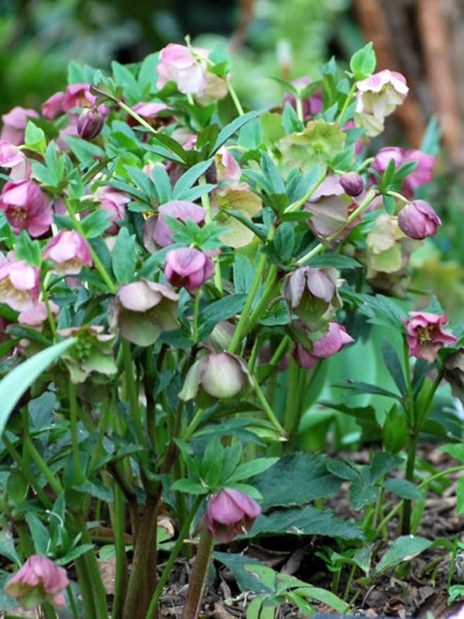 Perennial Farm Helleborus orientalis No. 1