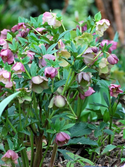 Perennial Farm Helleborus orientalis No. 1